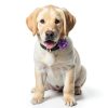 FdcLixuvol Dog Collar Charms Soft Chiffon Floral-3