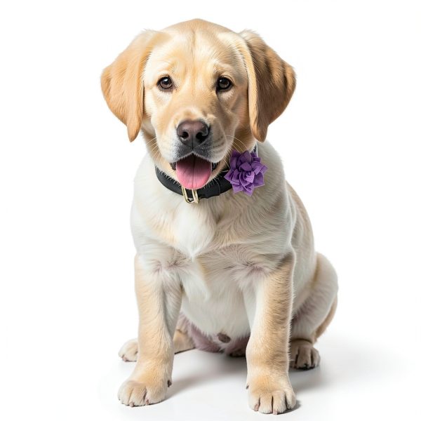 FdcLixuvol Dog Collar Charms Soft Chiffon Floral-3