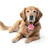 FdcLixuvol Dog Collar Charms Soft Chiffon Floral-6