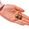 Brass Pet Collar Bell by Fyntave 5232SWYF9036 Rust‑Resistant Charm-2
