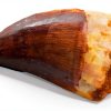 Mosasaur Tooth Museum Grade DINOSAURS ROCK Fossil with Bonus Tooth-2