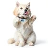 PetBellz Steel Collar Bells 12 Pack 6 Colors Charms for Cats & Dogs-6