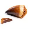 Mosasaur Tooth Museum Grade DINOSAURS ROCK Fossil with Bonus Tooth-4