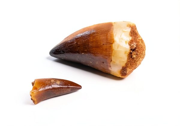 Mosasaur Tooth Museum Grade DINOSAURS ROCK Fossil with Bonus Tooth-4