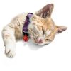 BLMHTWO Cat Collar Charms 8PCS Colored Bells with Lobster Clasps-5