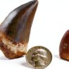 Mosasaur Tooth Museum Grade DINOSAURS ROCK Fossil with Bonus Tooth-5