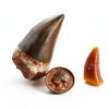 Mosasaur Tooth Museum Grade DINOSAURS ROCK Fossil with Bonus Tooth-3