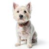Brass Pet Collar Bell by Fyntave 5232SWYF9036 Rust‑Resistant Charm-3