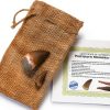 Mosasaur Tooth Museum Grade DINOSAURS ROCK Fossil with Bonus Tooth-1