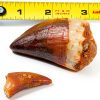 Mosasaur Tooth Museum Grade DINOSAURS ROCK Fossil with Bonus Tooth-0