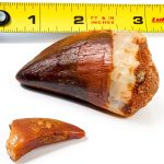 Mosasaur Tooth Museum Grade DINOSAURS ROCK Fossil with Bonus Tooth-0