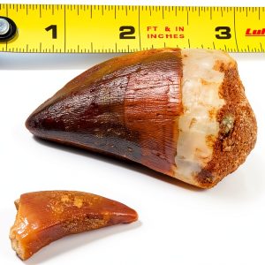 Mosasaur Tooth Museum Grade DINOSAURS ROCK Fossil with Bonus Tooth-0
