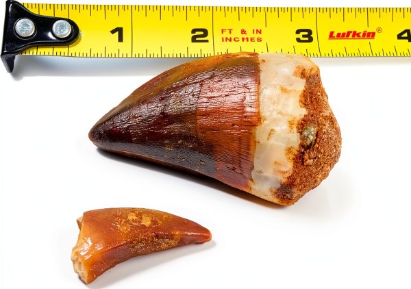 Mosasaur Tooth Museum Grade DINOSAURS ROCK Fossil with Bonus Tooth-0