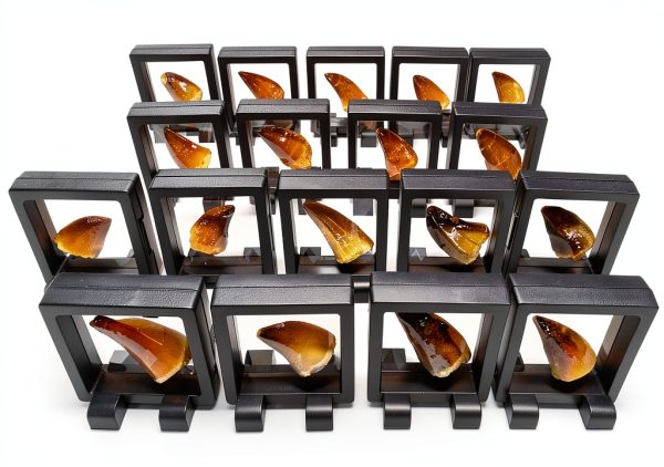 Genuine Ancient Mosasaur Huge Dinosaur Tooth Fossil from Near Khourigba,Morocco, N.Africa with Free Floating Frame Display Case, Acrylic Stand & COA Bundle-2