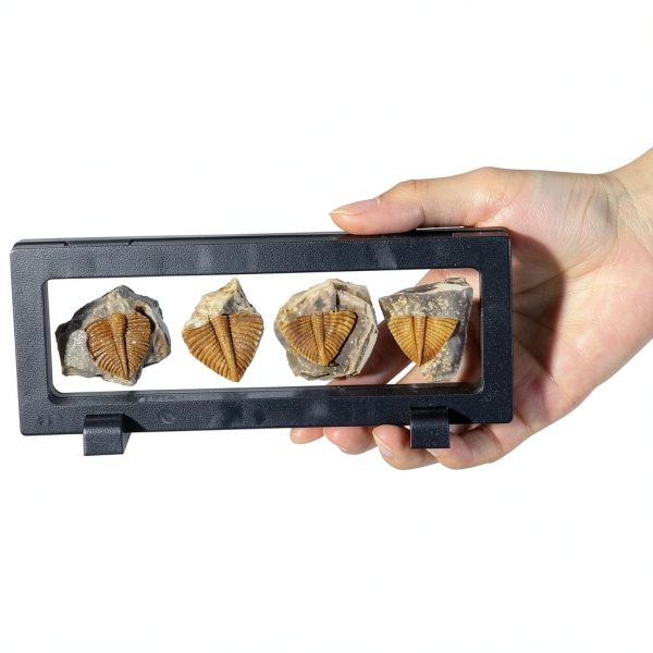 Trilobite Tail Fossil Kit Lanxitown 400Myr Fossils with Display Stand-3