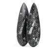 KALIFANO Authentic Orthoceras Fossil Extinct Cephalopod Shell Morocco-1