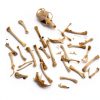 Barn Owl Pellet Small Pack of 20 – Pellets Inc Fossil Specimen-5