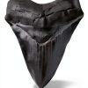 Megalodon Tooth 5 1/4'' Fossil by Total Deconstruction Impressive Size-1