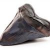 Megalodon Tooth 5 1/4'' Fossil by Total Deconstruction Impressive Size-3