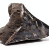 Megalodon Tooth 5 1/4'' Fossil by Total Deconstruction Impressive Size-6
