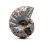 Silver Iridescent Ammonite Fossil Lapidary Central 110 Myr Authentic-1