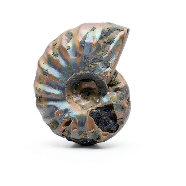 Silver Iridescent Ammonite Fossil Lapidary Central 110 Myr Authentic-1
