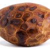 Petoskey Stone (Polished) Rock Hexagonaria | Beautiful Fossil with Nice Gift Bag-0