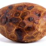 Petoskey Stone (Polished) Rock Hexagonaria | Beautiful Fossil with Nice Gift Bag-0