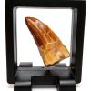 Genuine Ancient Mosasaur Huge Dinosaur Tooth Fossil from Near Khourigba,Morocco, N.Africa with Free Floating Frame Display Case, Acrylic Stand & COA Bundle-1