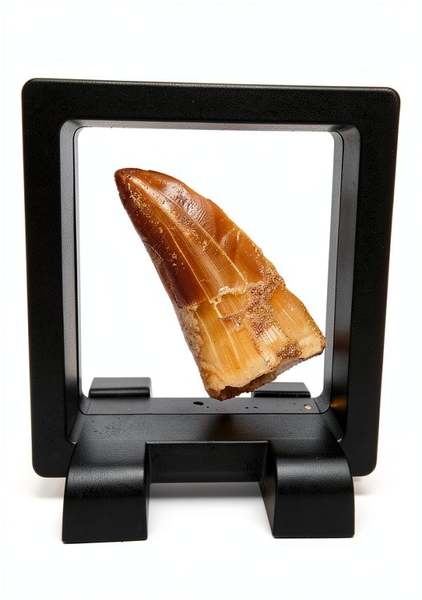 Genuine Ancient Mosasaur Huge Dinosaur Tooth Fossil from Near Khourigba,Morocco, N.Africa with Free Floating Frame Display Case, Acrylic Stand & COA Bundle-1
