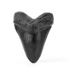 Megalodon Tooth, Black Shark Tooth,Megalodon Fossil with Serrations Sawtooth, Megalodon Tooth Fossil Replica for, Collectors, Teachers, Children and Fossil Lovers, 5.5 Inch Giant Shark Teeth(Replica)-2