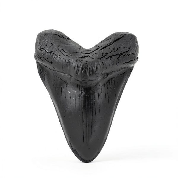 Megalodon Tooth, Black Shark Tooth,Megalodon Fossil with Serrations Sawtooth, Megalodon Tooth Fossil Replica for, Collectors, Teachers, Children and Fossil Lovers, 5.5 Inch Giant Shark Teeth(Replica)-2