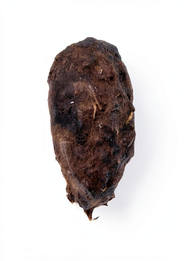 Barn Owl Pellet Small Pack of 20 – Pellets Inc Fossil Specimen-4