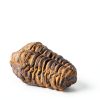 Calymene Trilobite Fossil by LuxeVib 570Myr Real Fossil with Frame-5