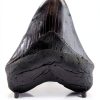 Megalodon Tooth 5 1/4'' Fossil by Total Deconstruction Impressive Size-0