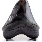 Megalodon Tooth 5 1/4'' Fossil by Total Deconstruction Impressive Size-0