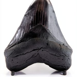Megalodon Tooth 5 1/4'' Fossil by Total Deconstruction Impressive Size-0