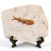 Real Fish Fossil by zonzxcv Liaoning China 150 Myr Fossil Plate-0
