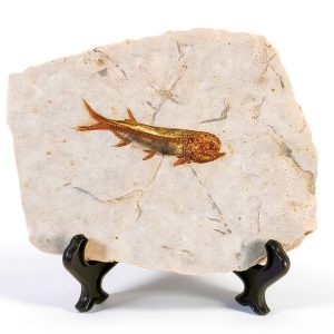Real Fish Fossil by zonzxcv Liaoning China 150 Myr Fossil Plate-0
