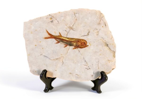 Real Fish Fossil by zonzxcv Liaoning China 150 Myr Fossil Plate-0