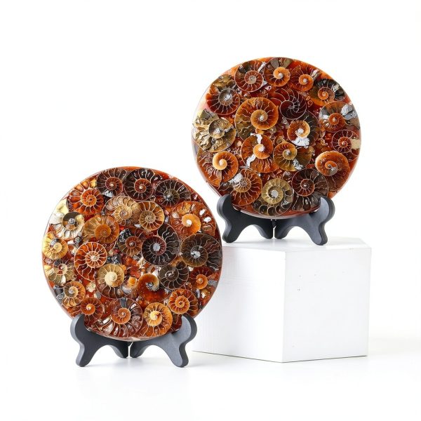 Natural Ammonite Fossil Disc Cintoko Feng Shui Home Decor with Stand-2