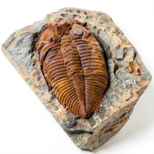 Trilobite Fossil by zonzxcv Real 2‑3in Specimen for Collections-0