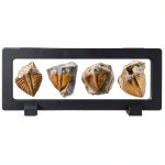 Trilobite Tail Fossil Kit Lanxitown 400Myr Fossils with Display Stand-0