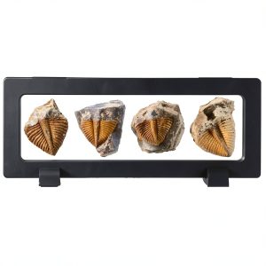 Trilobite Tail Fossil Kit Lanxitown 400Myr Fossils with Display Stand-0