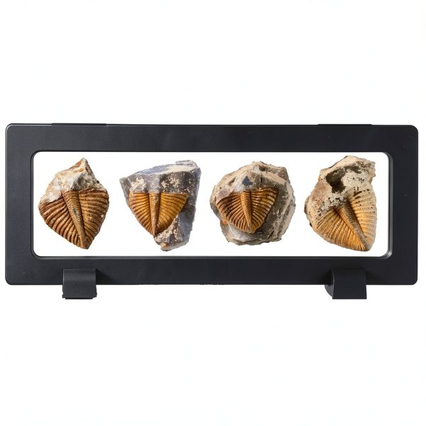 Trilobite Tail Fossil Kit Lanxitown 400Myr Fossils with Display Stand-0