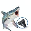 Megalodon Tooth, Black Shark Tooth,Megalodon Fossil with Serrations Sawtooth, Megalodon Tooth Fossil Replica for, Collectors, Teachers, Children and Fossil Lovers, 5.5 Inch Giant Shark Teeth(Replica)-1