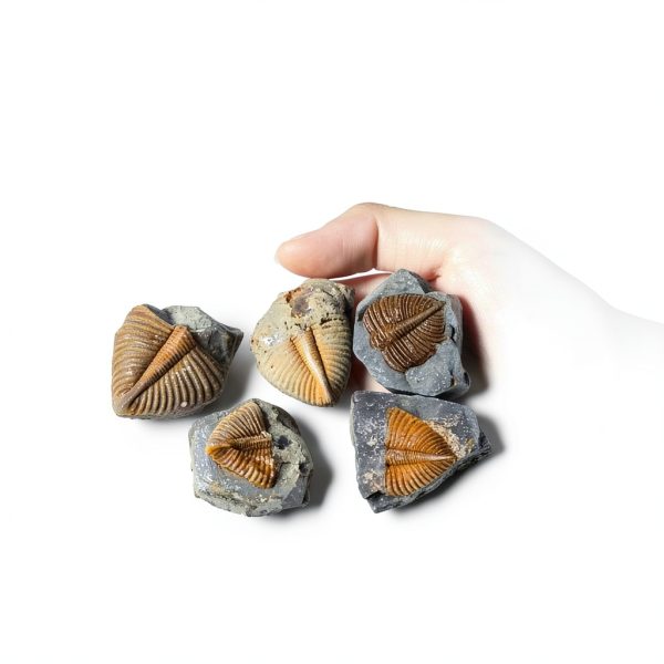 Trilobite Tail Fossil Kit Lanxitown 400Myr Fossils with Display Stand-4