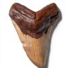 Megalodon Shark Tooth Fossil – Total Deconstruction – Carcharodon-1