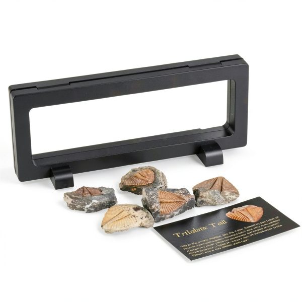 Trilobite Tail Fossil Kit Lanxitown 400Myr Fossils with Display Stand-2