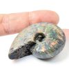 Silver Iridescent Ammonite Fossil Lapidary Central 110 Myr Authentic-5